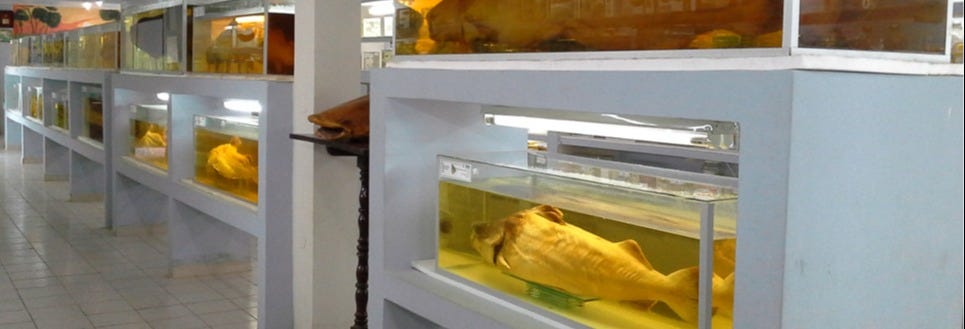 Fish Fauna Museum Tour in Beni