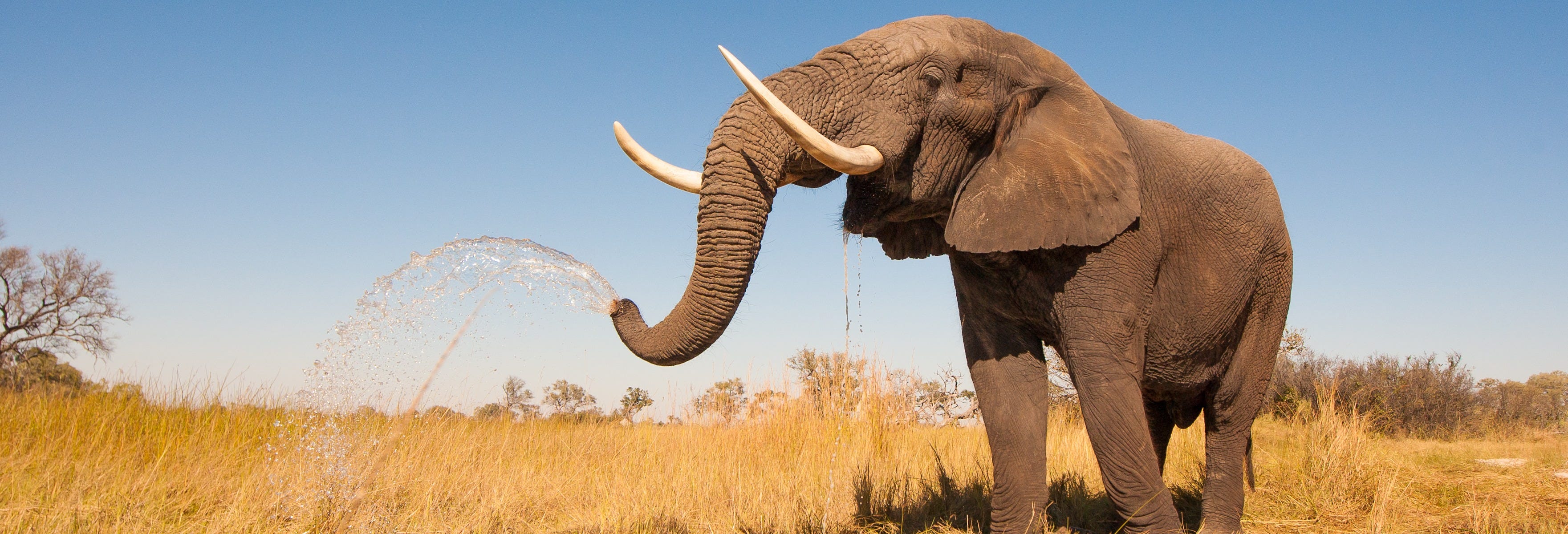 10-Day Botswana Safari