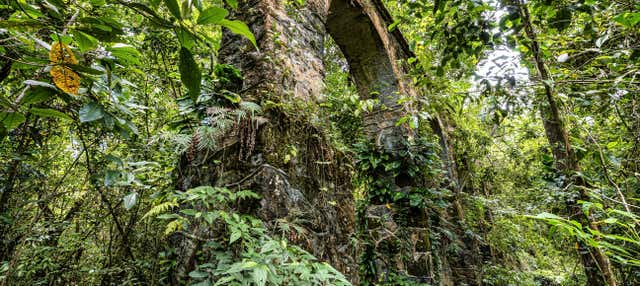Trekking alla Via Verde della Foresta Atlantica