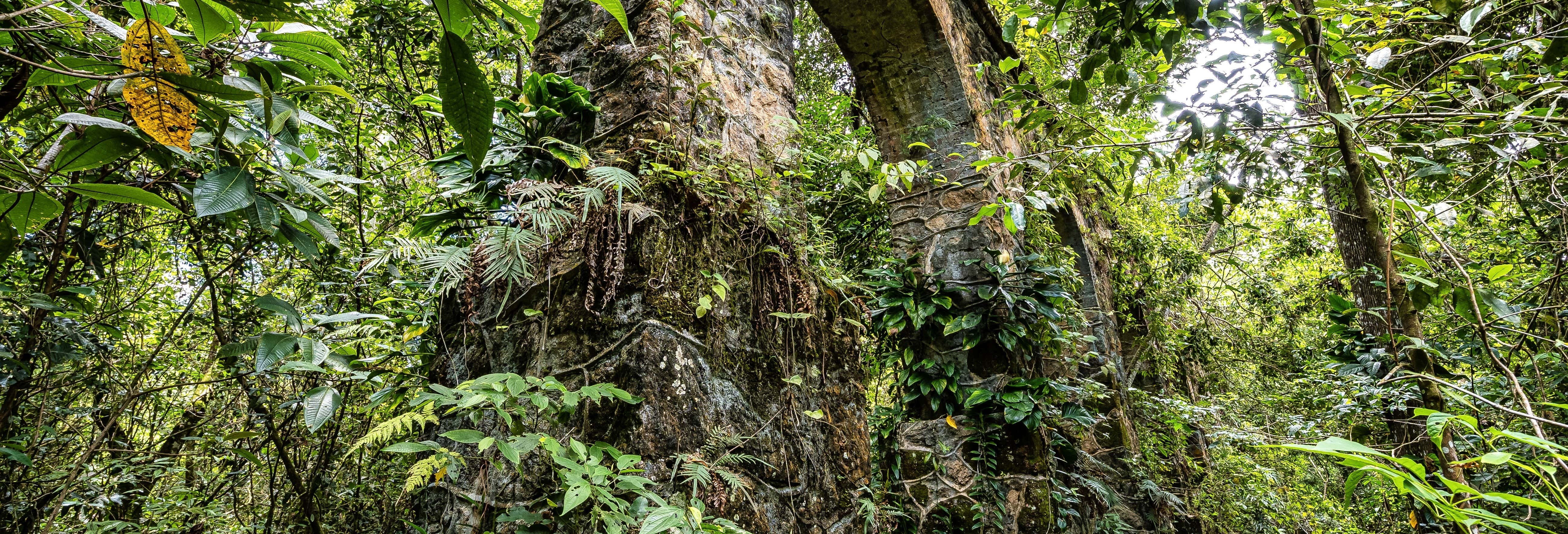 Trekking alla Via Verde della Foresta Atlantica