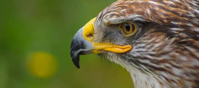 Escursione al Parque dos Falcões
