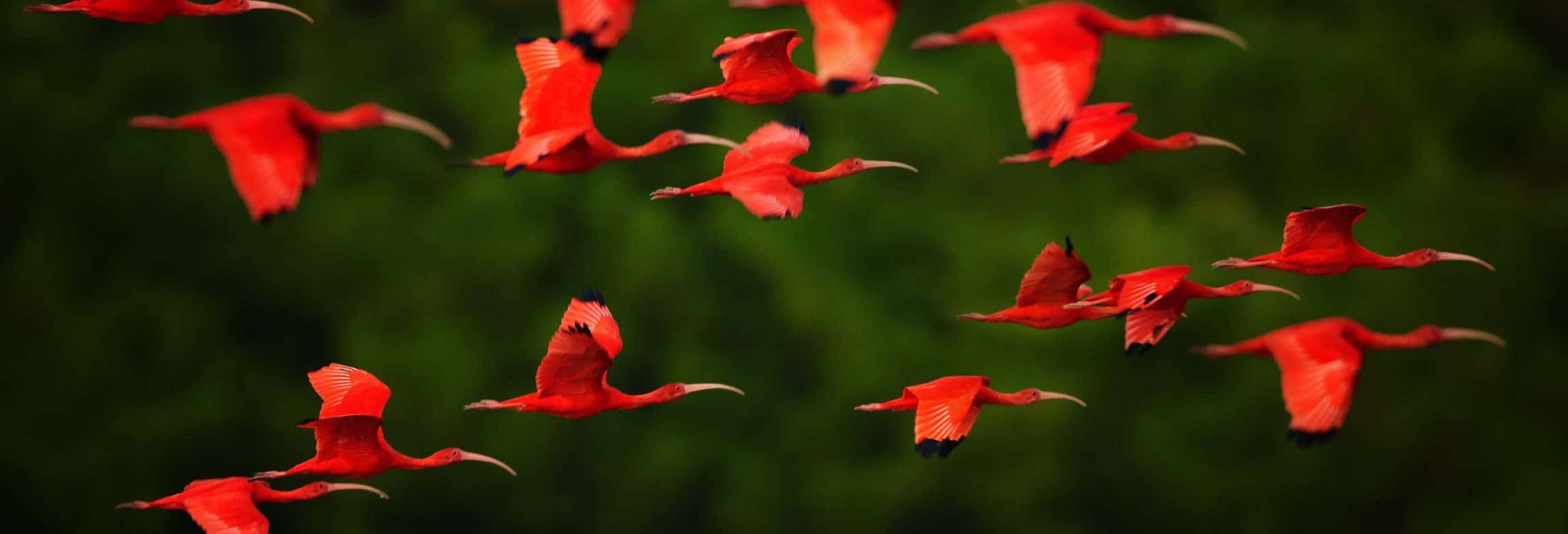 Private Scarlet Ibis-Watching Tour