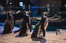 Oceanic Aquarium Ticket