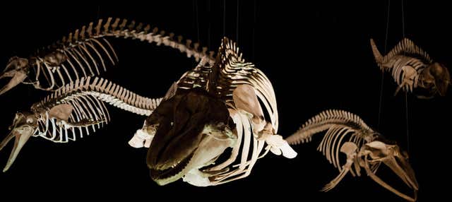 Biglietti per il Museo Oceanografico Univali