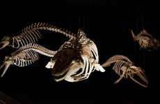 Univali Oceanographic Museum Tickets