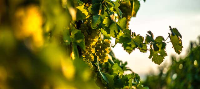 Tour delle cantine di Bento Gonçalves e Garibaldi