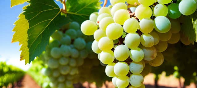 Tour della Rota dos Espumantes