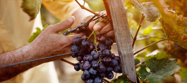 Tour del vino nel Vale dos Vinhedos 