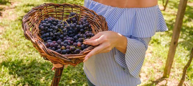 Treno Maria Fumaça + Vendemmia in un'azienda vinicola