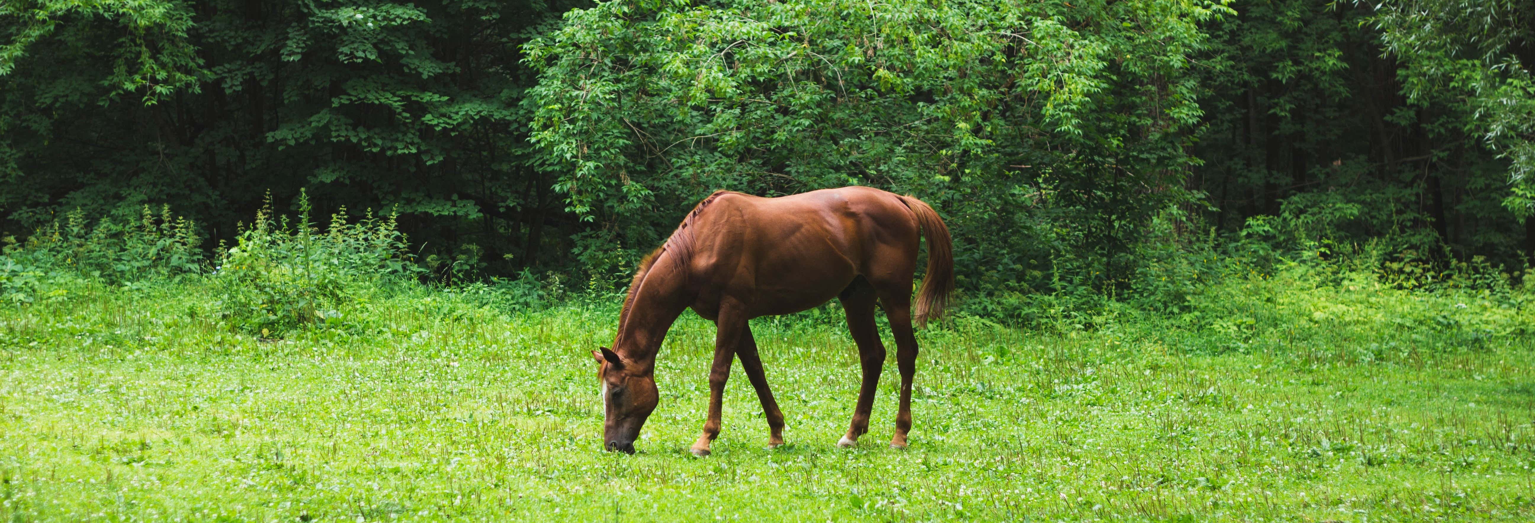 Horseback Riding at the Bonito Fazendas