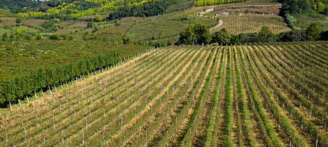 Escursione a Bento Gonçalves e Garibaldi