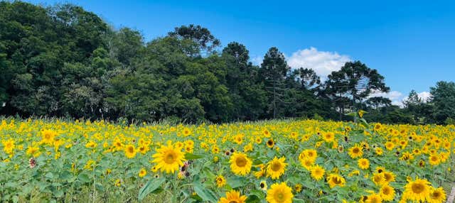 Escursione a São Francisco de Paula