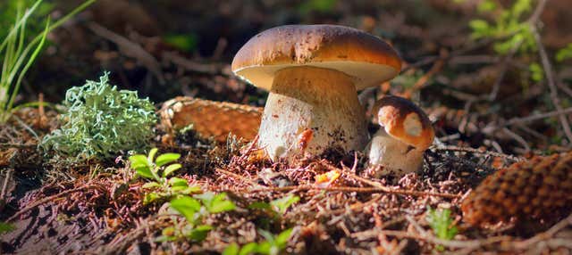 Tour della raccolta dei funghi in quad