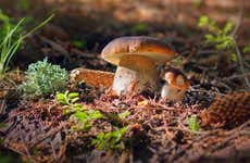 Mushroom Picking Quad Tour