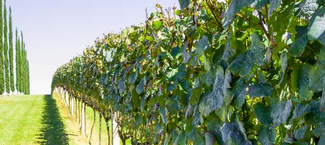Escursione a Pinto Bandeira