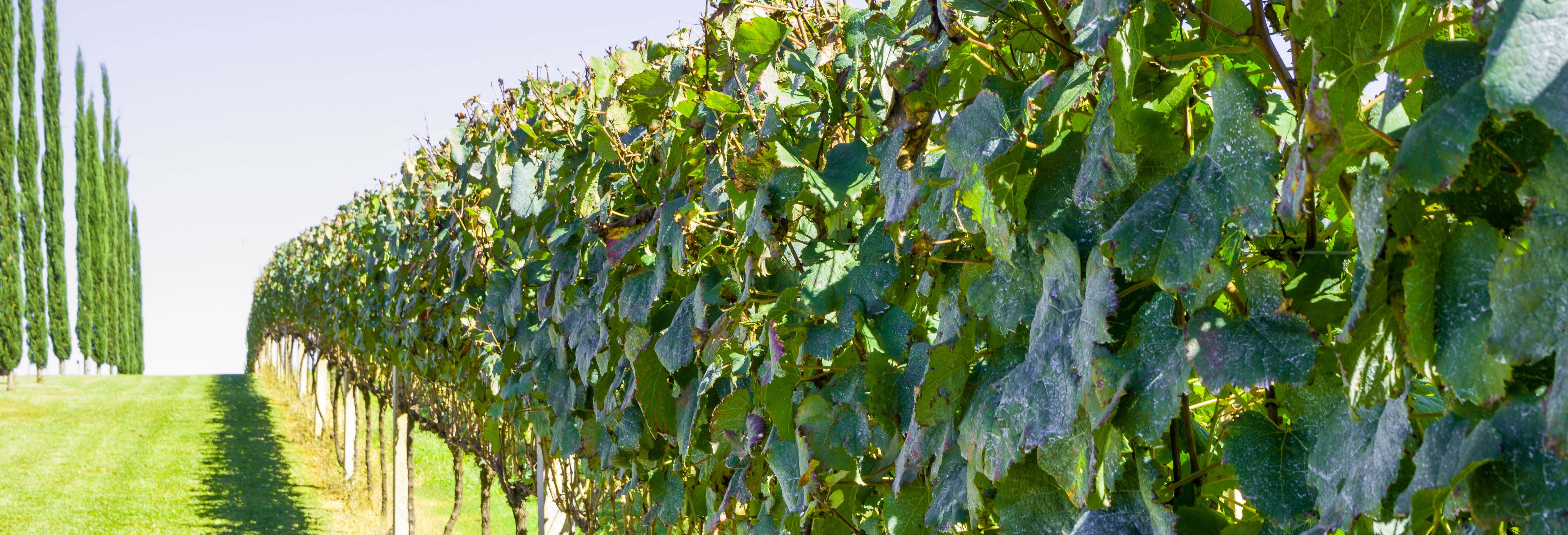 Escursione a Pinto Bandeira