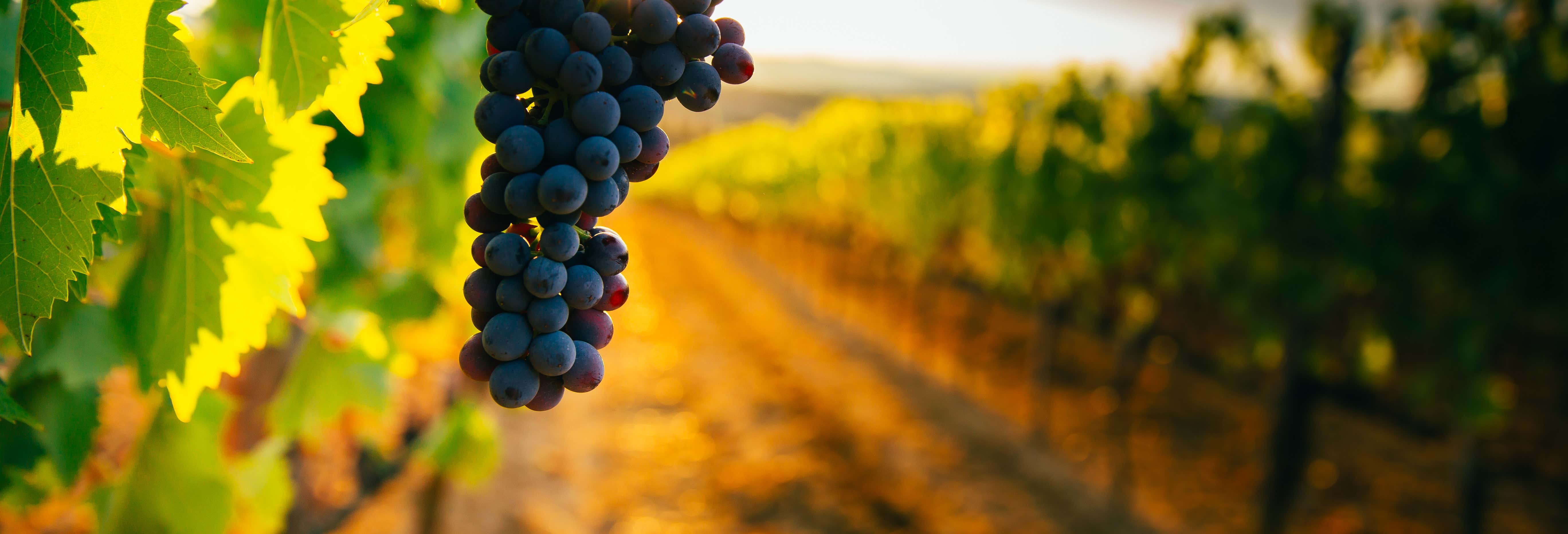 Escursione a Faria Lemos