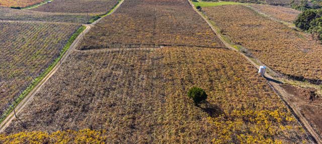 Escursione ai vigneti di Flores da Cunha