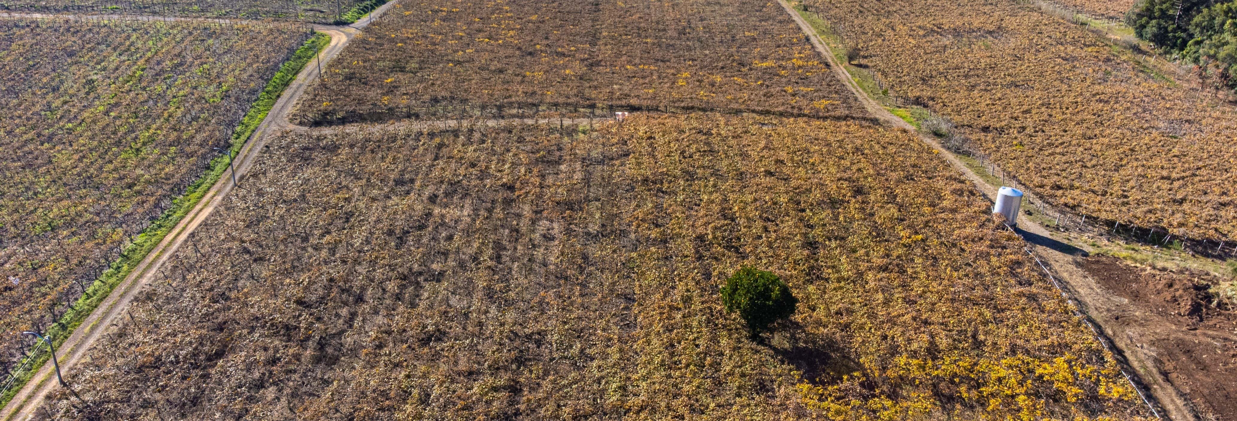 Escursione ai vigneti di Flores da Cunha