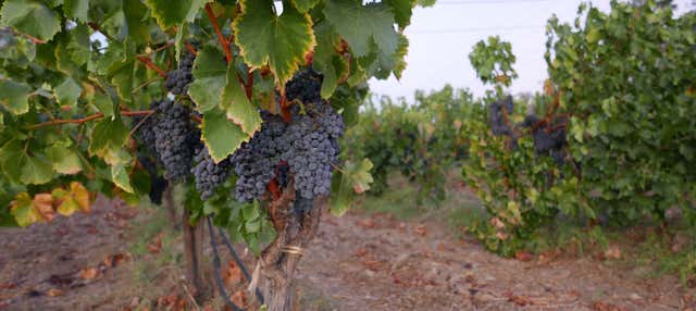 Tour della valle Trentino + Visita a due cantine