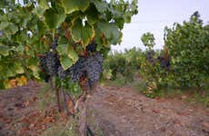 Trentino Valley Tour + Visit to Two Wineries