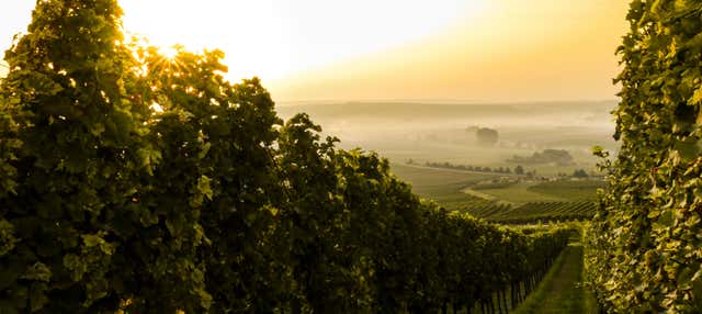 Tour del vino a Caxias do Sul e Flores da Cunha