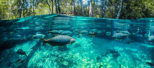 Escursione all'Aquário Encantado di Nobres