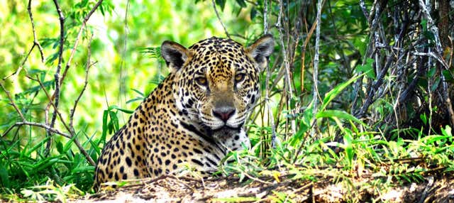 Safari nel Pantanal di Mato Grosso