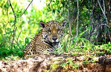 Safari Through the Mato Grosso Marshland
