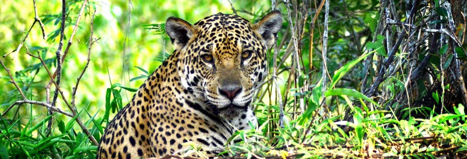 Safari Through the Mato Grosso Marshland