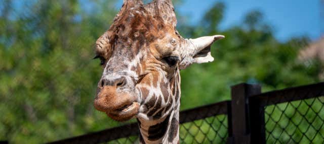 Passeggiata a cavallo a Curitiba + Zoo