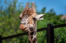 Horse Riding in Curitiba + Zoo Visit
