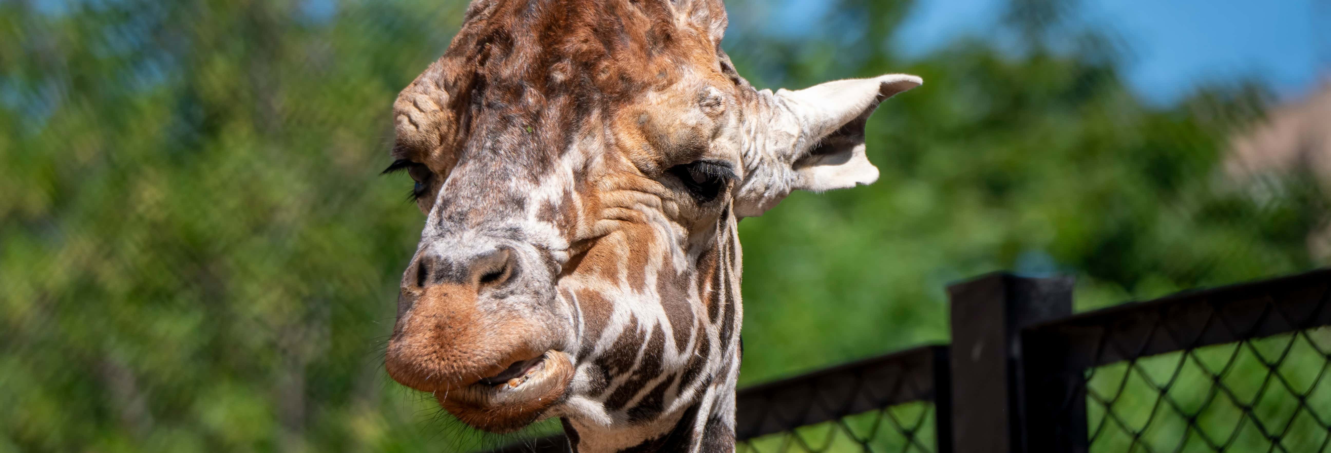 Passeggiata a cavallo a Curitiba + Zoo