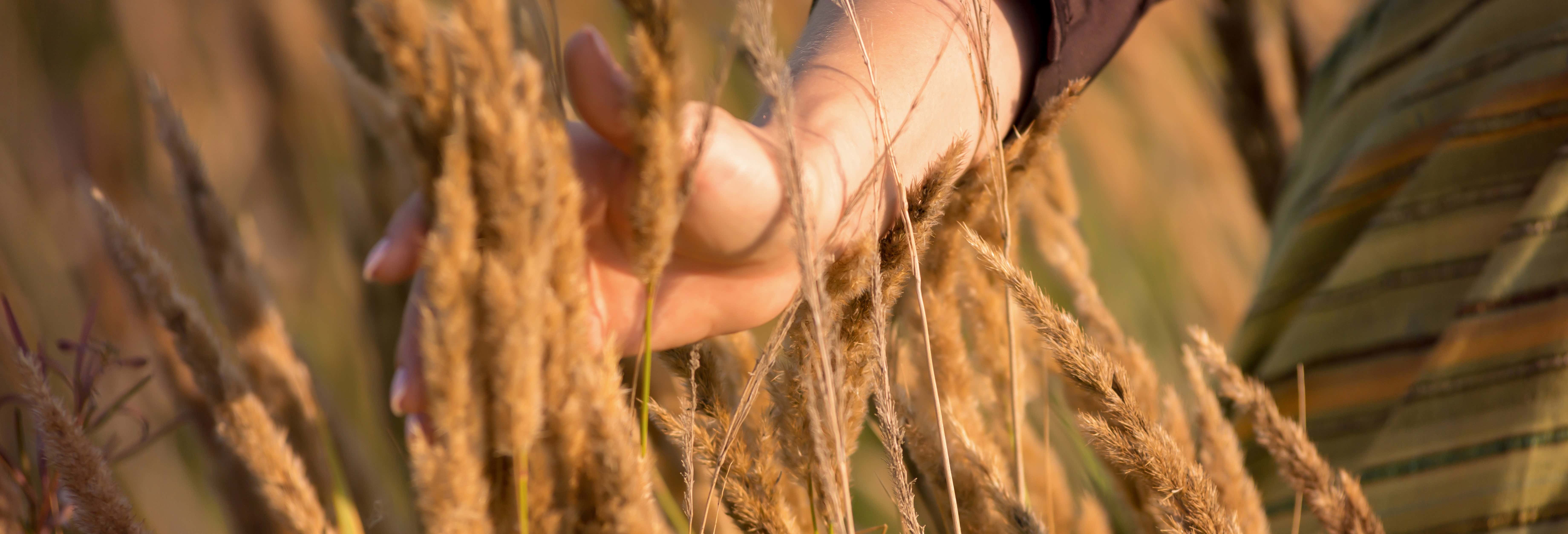 Tour della birra a Curitiba