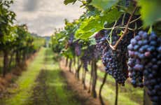 Tour del vino por São José dos Pinhais