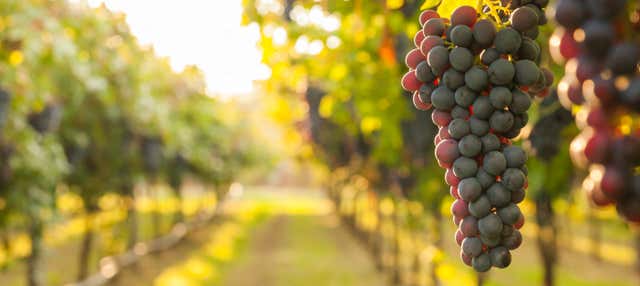 Visita alla cantina Vinícola Araucária 