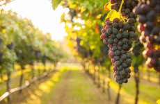 Araucária Winery Tour