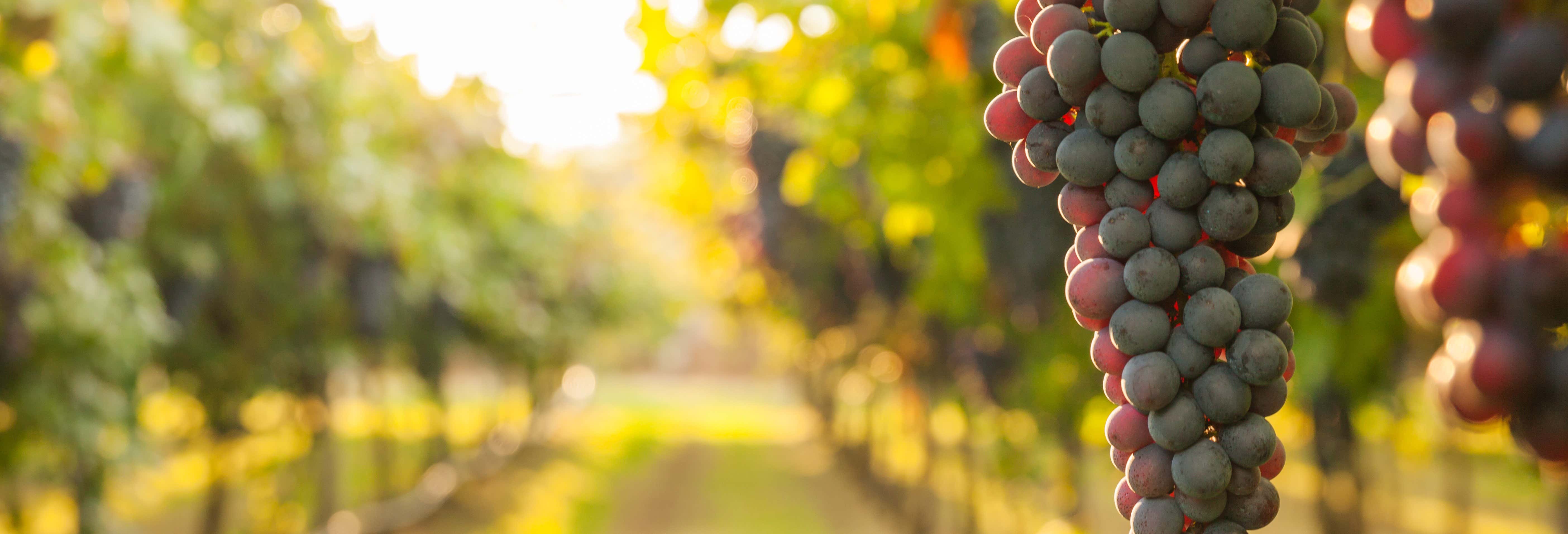 Visita alla cantina Vinícola Araucária 