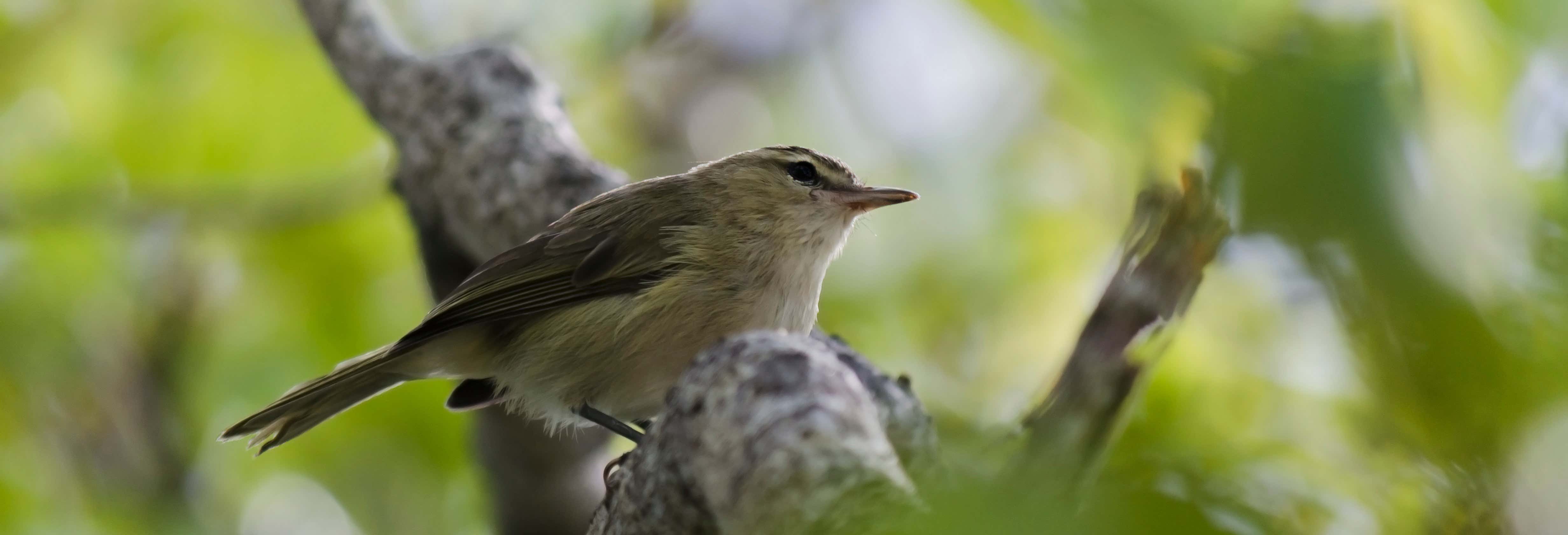 Bird Watching Tour