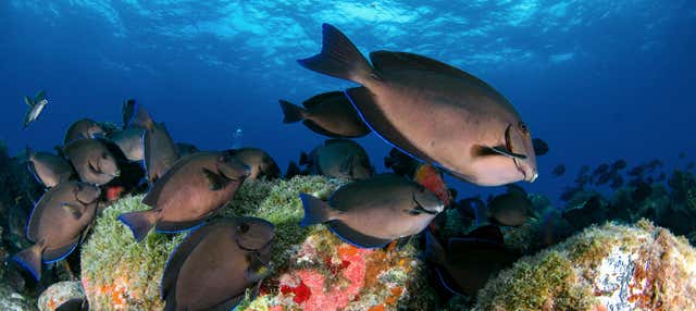 Immersione per principianti a Fernando de Noronha