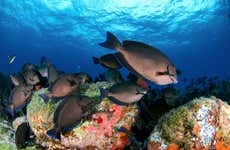 Fernando de Noronha Beginners Scuba Diving Lesson