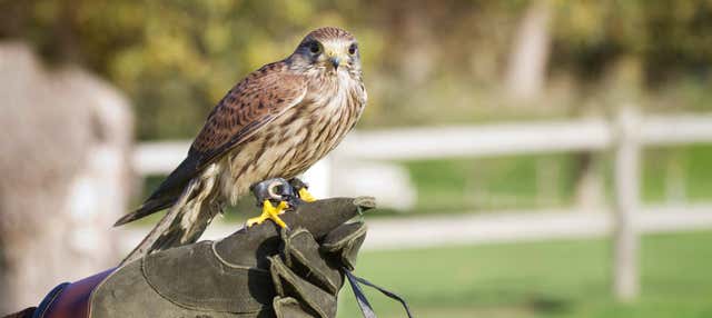 Biglietti per Dreams Eco Park di Foz do Iguaçu