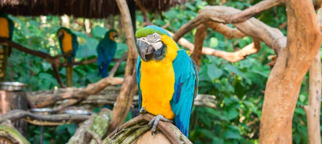 Biglietti per il Parque das Aves