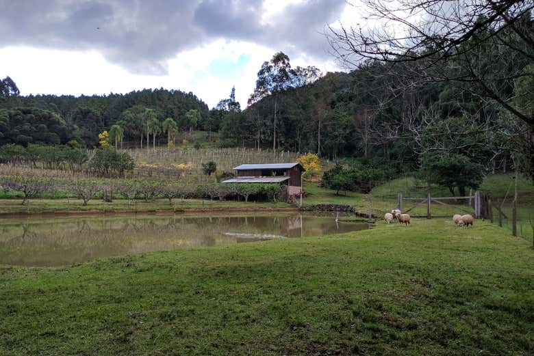 Imagen 2