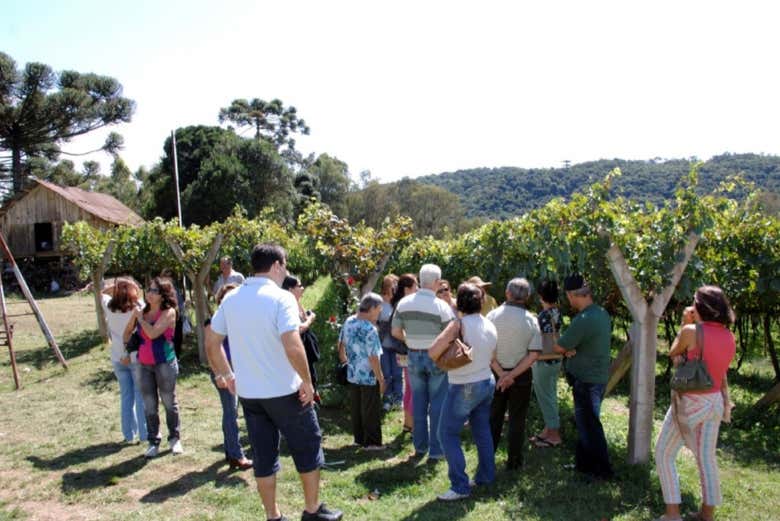 Imagen 6