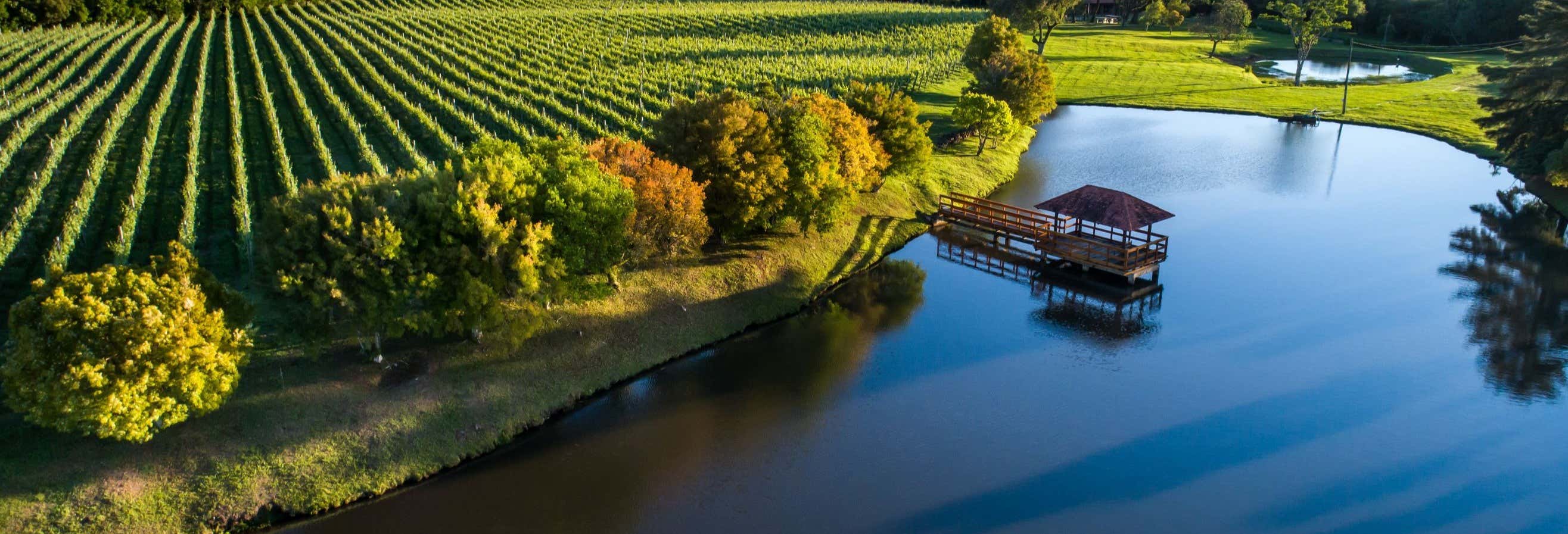 Tour privado del vino por la Sierra Gaucha
