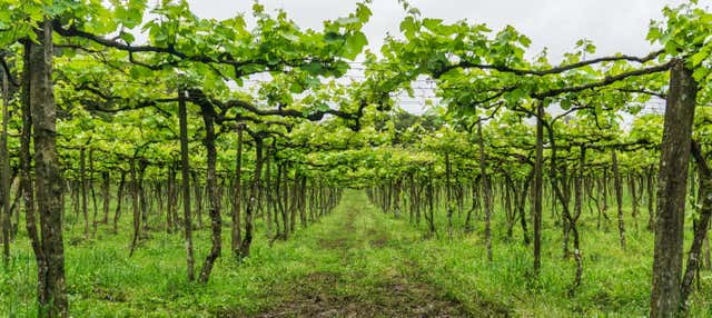 Tour del vino a Vale dos Vinhedos