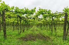 Vale dos Vinhedos Wine Tour