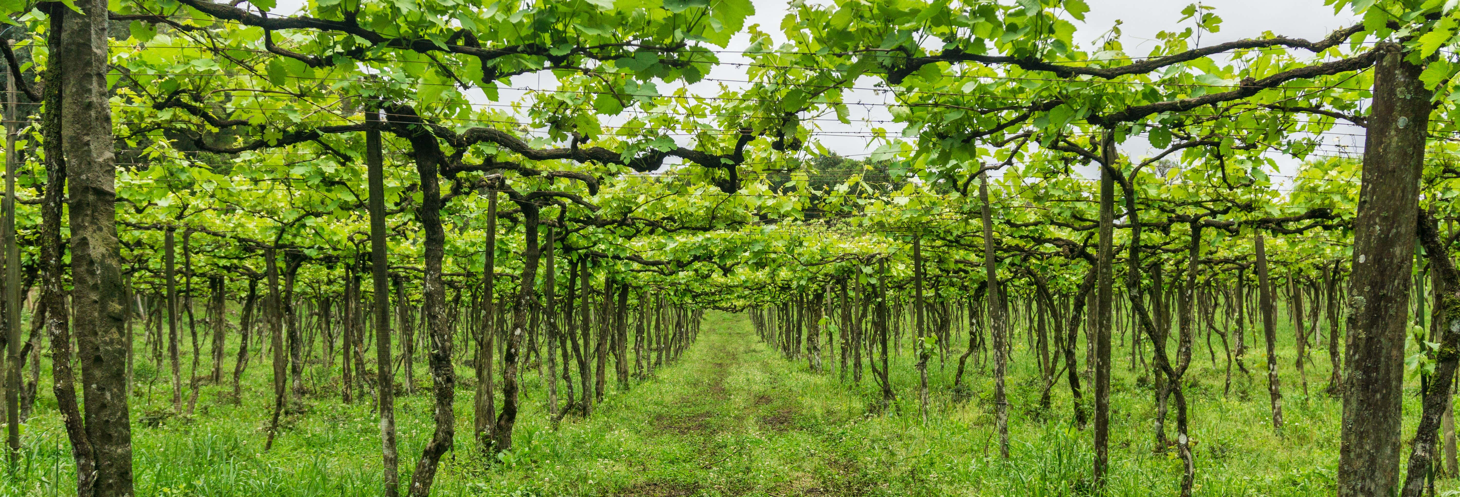 Vale dos Vinhedos Wine Tour