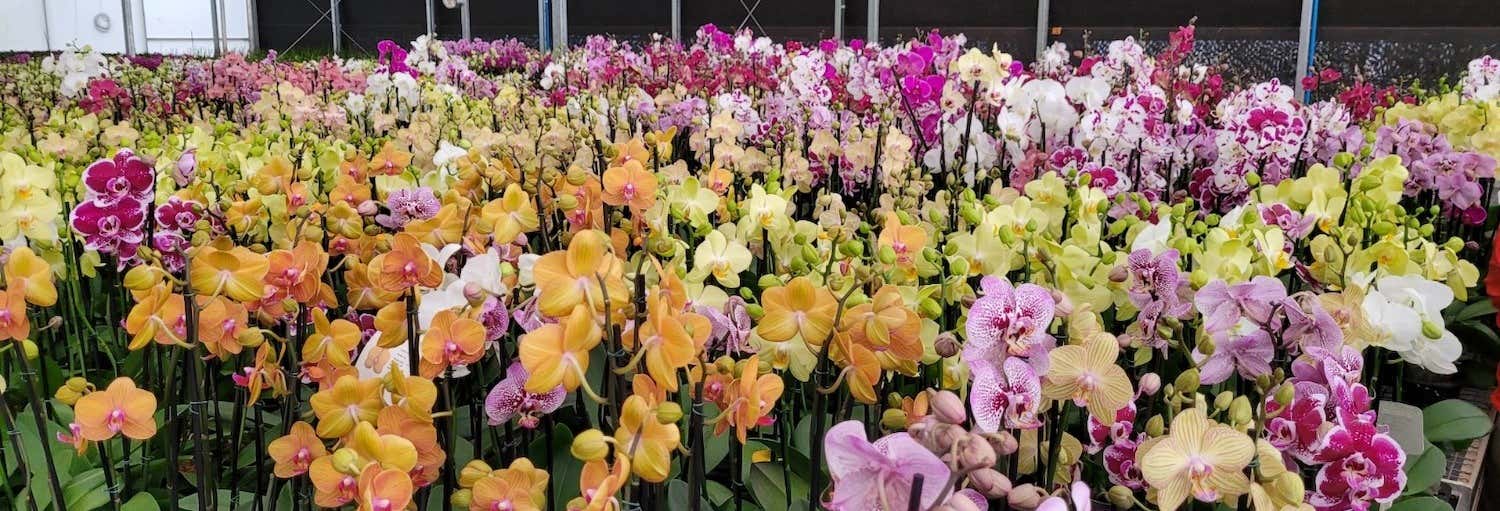 Orchids of Holambra Tour